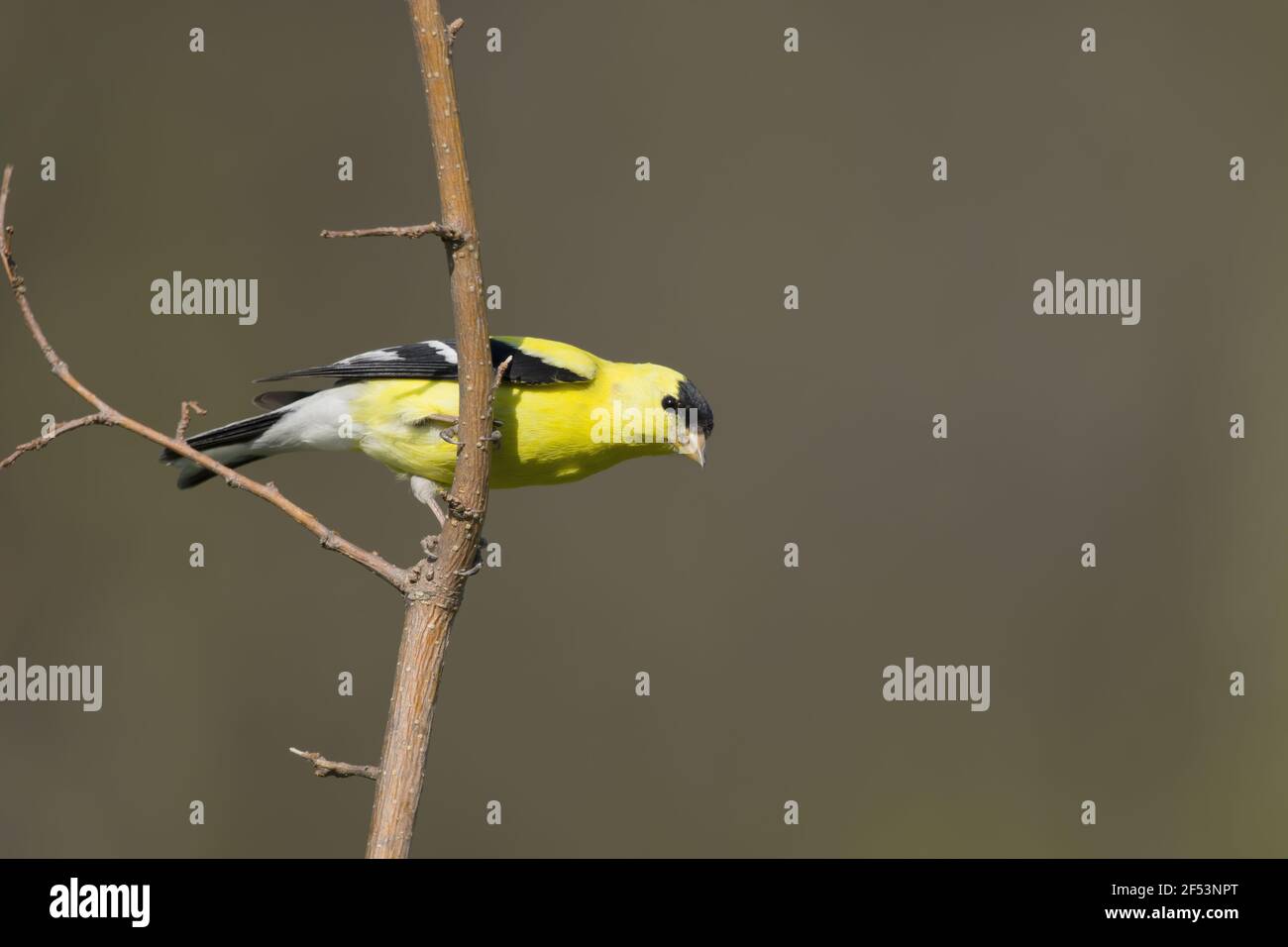 American Cardellino - maschio in allevamento piumaggio Carduelis tristis Ontario, Canada BI027127 Foto Stock
