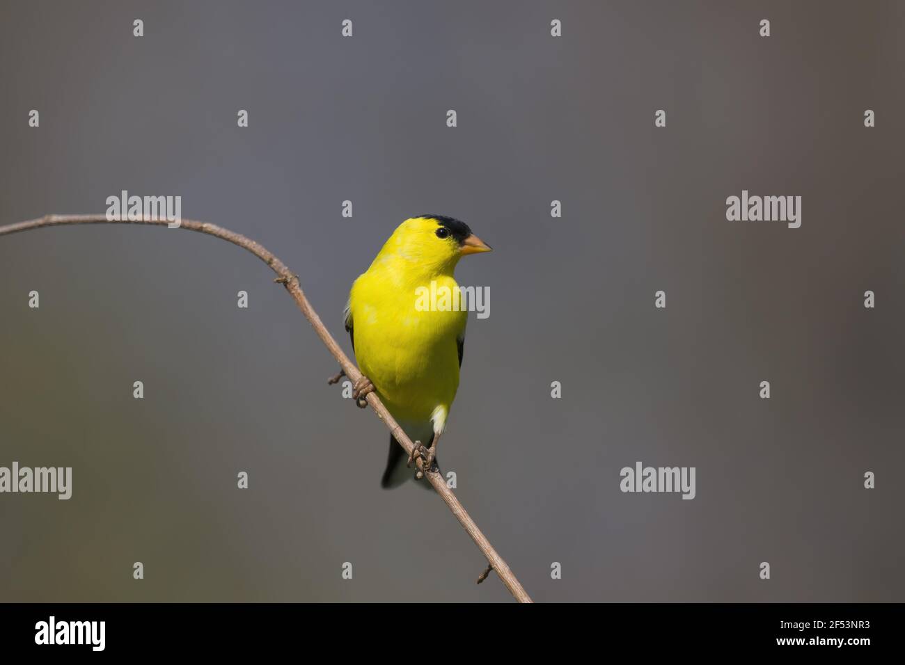 American Cardellino - maschio in allevamento piumaggio Carduelis tristis Ontario, Canada BI027128 Foto Stock