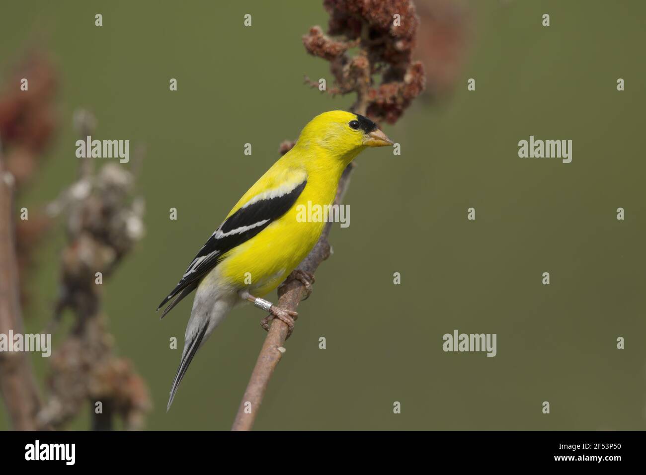 American Cardellino - maschio in allevamento piumaggio Carduelis tristis Ontario, Canada BI027133 Foto Stock