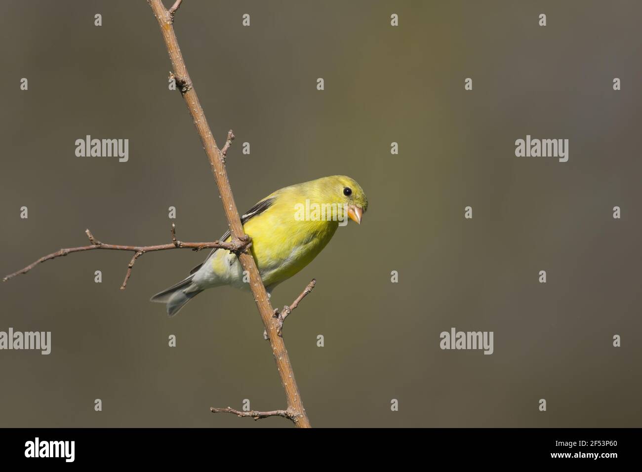 American Cardellino - femmina Carduelis tristis Ontario, Canada BI027134 Foto Stock