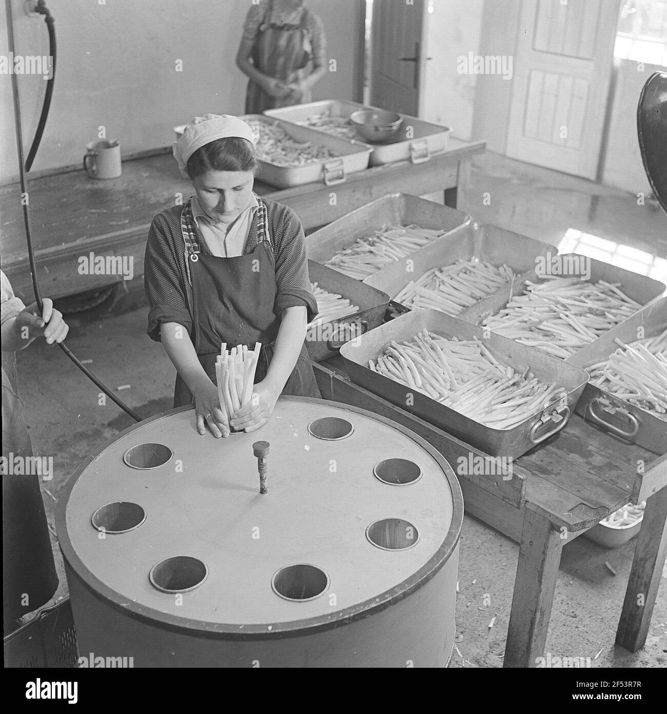 La donna riempie in lattine canne di asparagi sbucciate e sospette Foto Stock