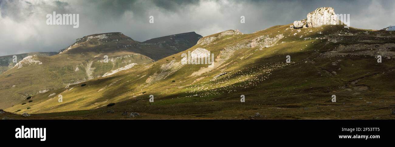 Gregge di pecore nei monti Bucegi Romania Foto Stock