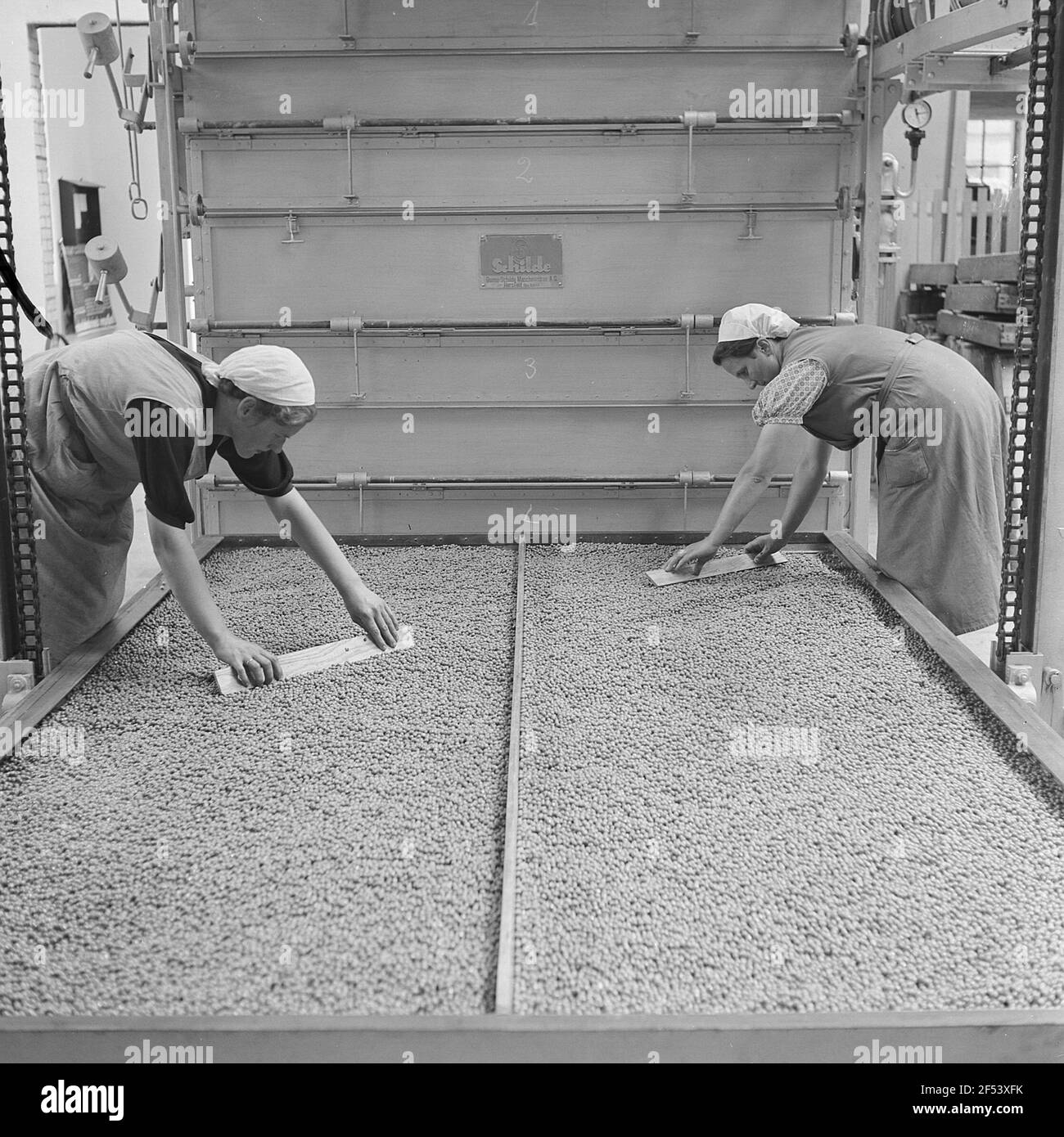 Inscatolato - Gifhorn, le donne distribuiscono i piselli più profondi su grandi fogli di metallo Foto Stock