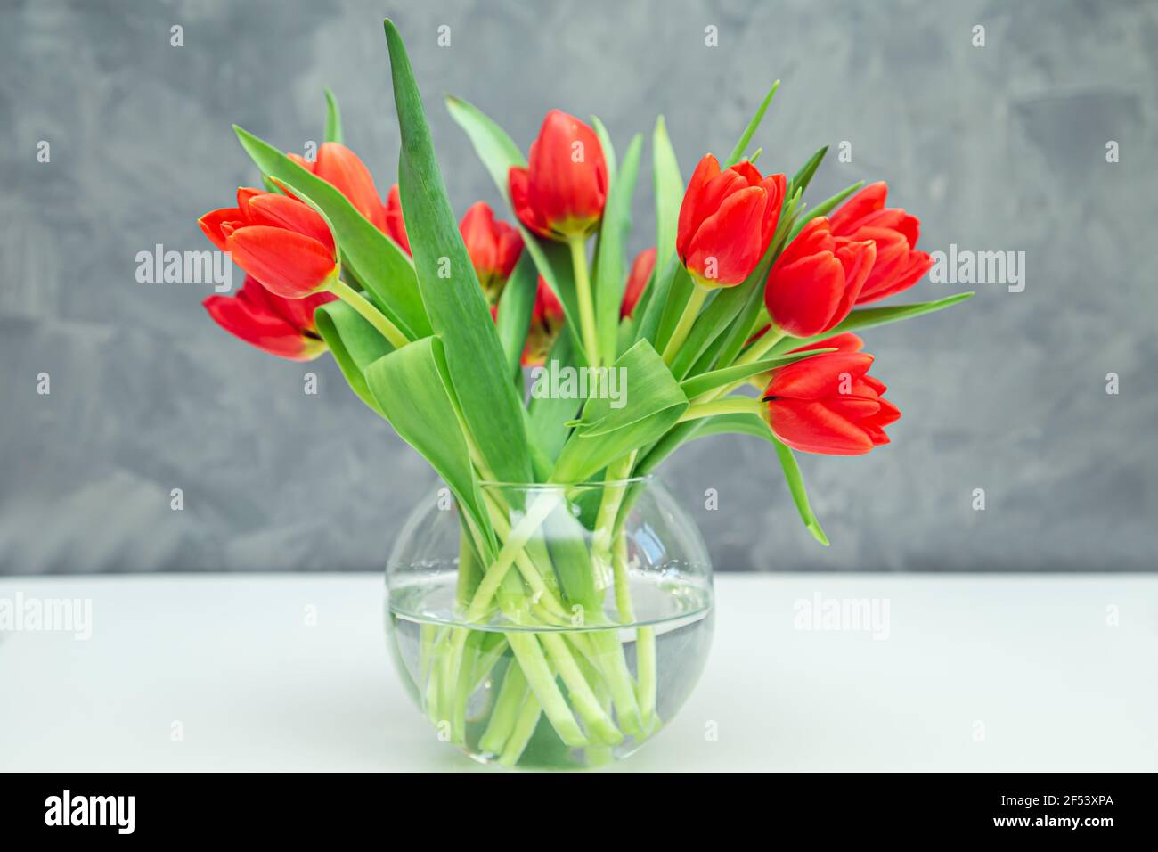 Bouquet di tulipani rossi in vaso su sfondo grigio. Atmosfera festosa di primavera. Foto Stock