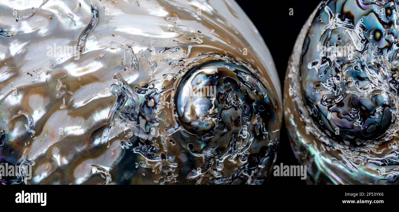 La macrofotografia di una superficie esterna di una conchiglia marina è stata lucidata. Foto Stock