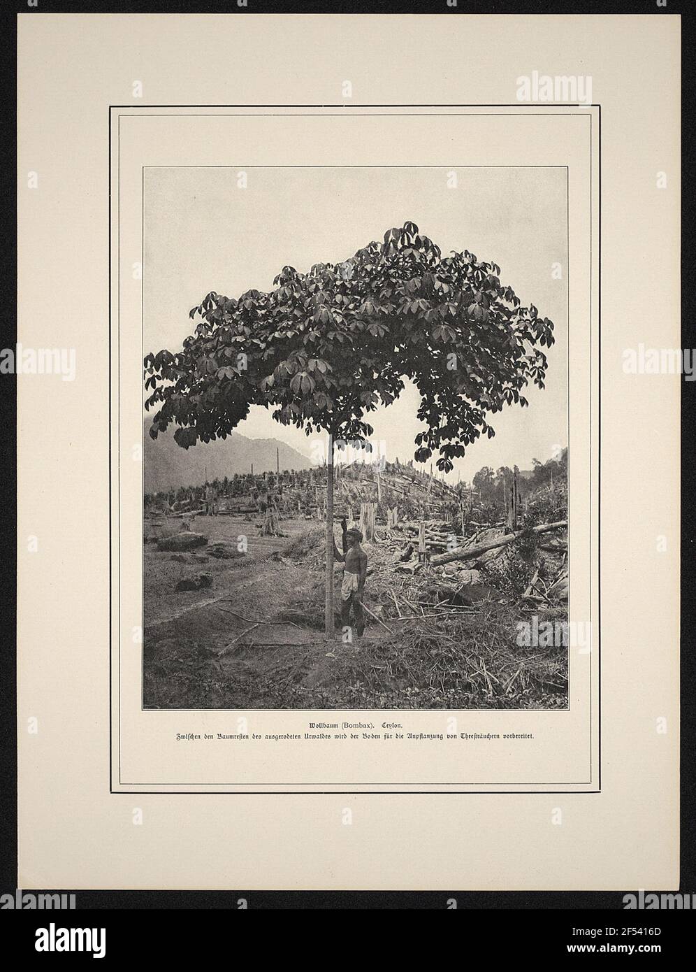 Wollbaum (Bombax). Ceylon. Foto Stock