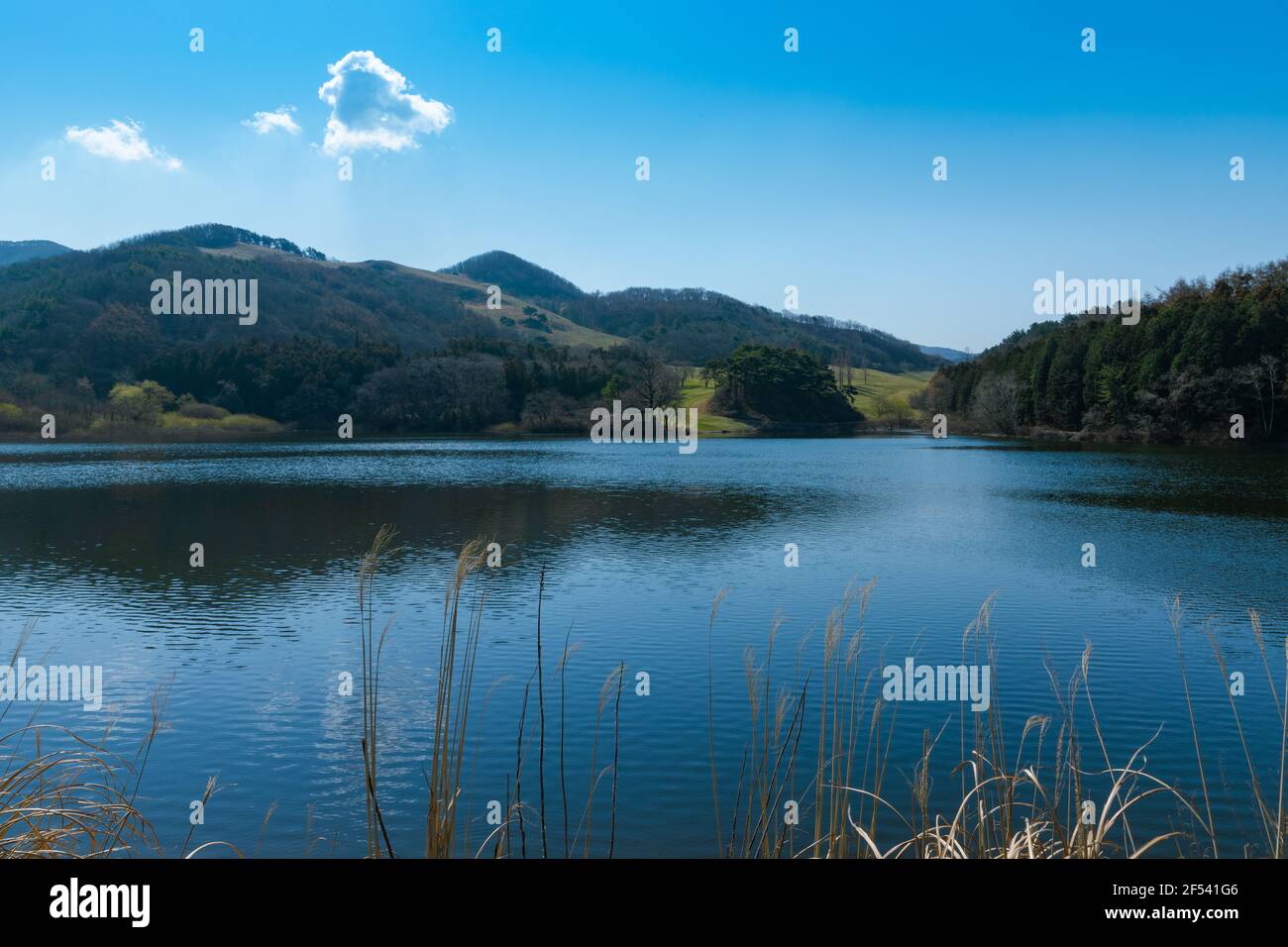 Sorgente soleggiata, paesaggio con lago, alberi e foreste. Seosan-si, Chungcheongnam-do, Repubblica di Corea Foto Stock