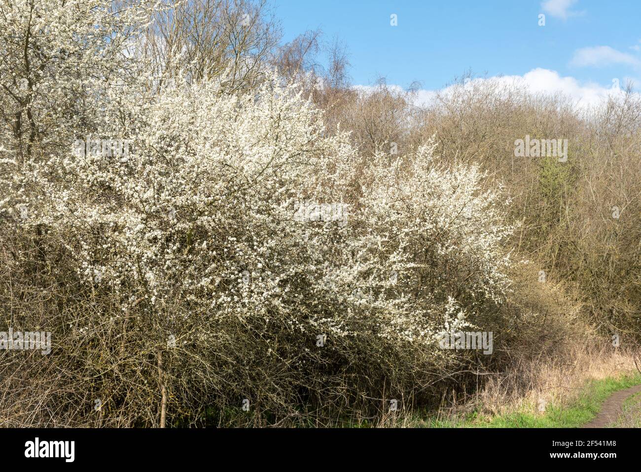 Gerosca con la spina nera (Prunus spinosa) con la fioritura bianca in marzo o all'inizio della primavera, Surrey, Inghilterra, Regno Unito Foto Stock