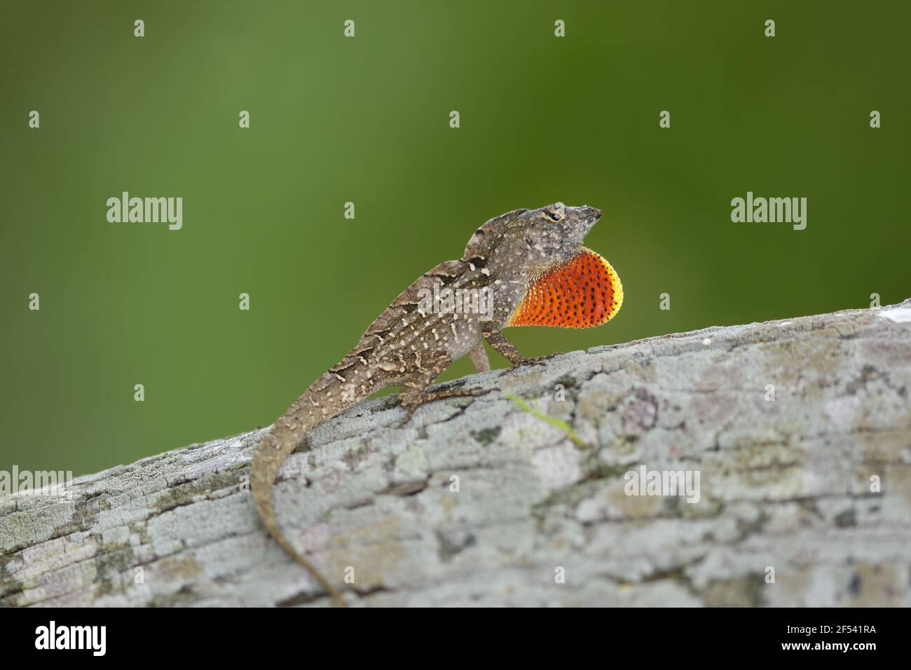 Brown Anole Lizard - male displayAnolis Sagrei Gulf Coast of Texas, USA RE000267 Foto Stock