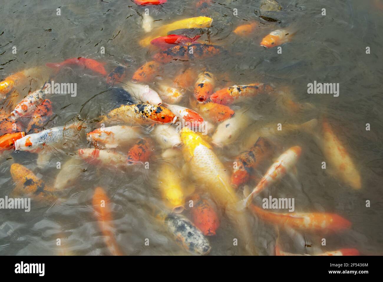 Alimentazione di carpe di Koi alla superficie del laghoProvincia di Sichuan Cina FI000030 Foto Stock