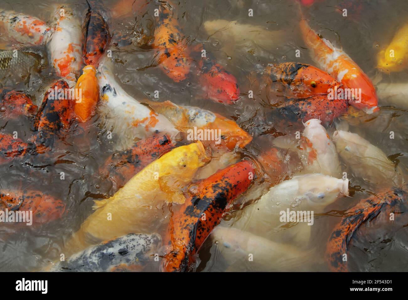 Alimentazione di carpe di Koi alla superficie del laghoProvincia di Sichuan Cina FI000031 Foto Stock