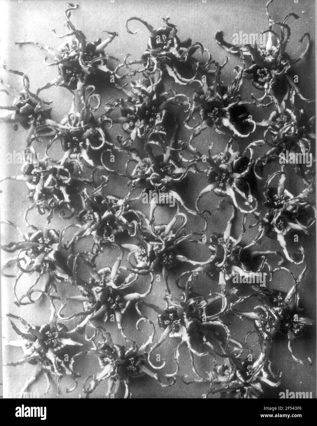 Nota magica giapponese (Hamamelis Japonica), fiori Foto Stock