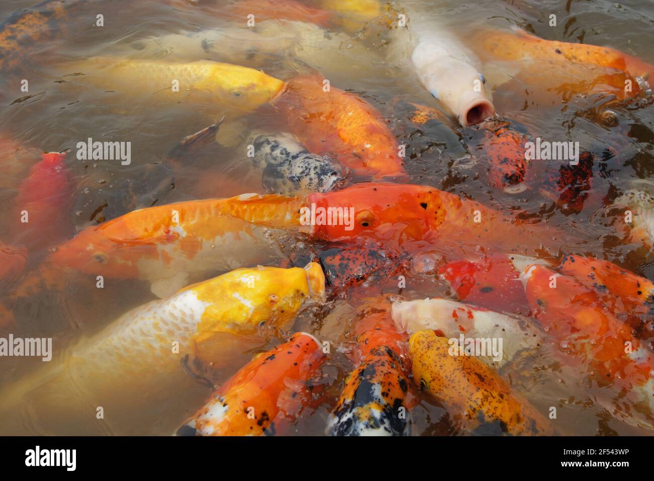 Alimentazione di carpe di Koi alla superficie del laghoProvincia di Sichuan Cina FI000035 Foto Stock