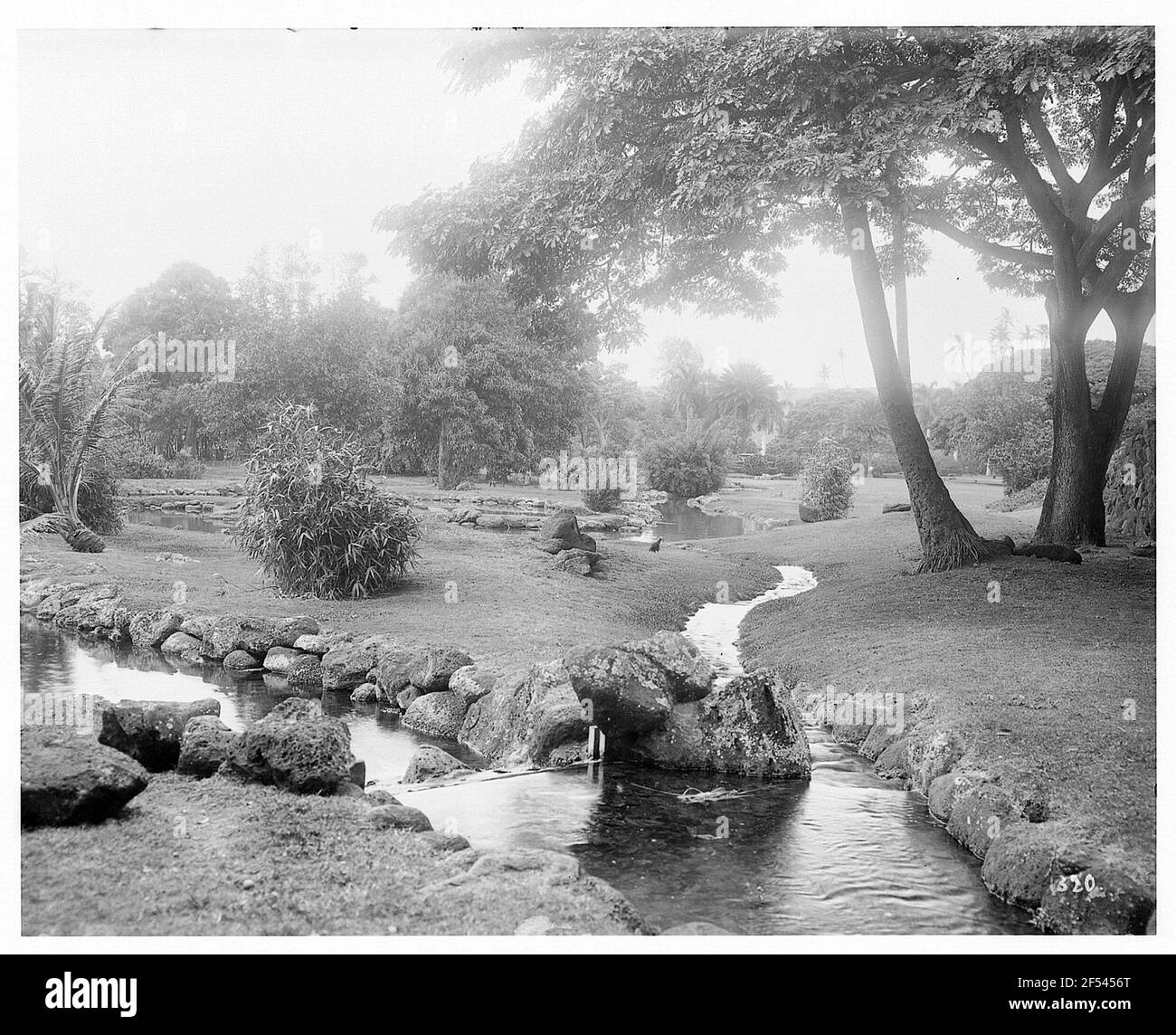 Honolulu (Hawaii). Giardino Moanalua con ruscello, cespugli e alberi Foto Stock