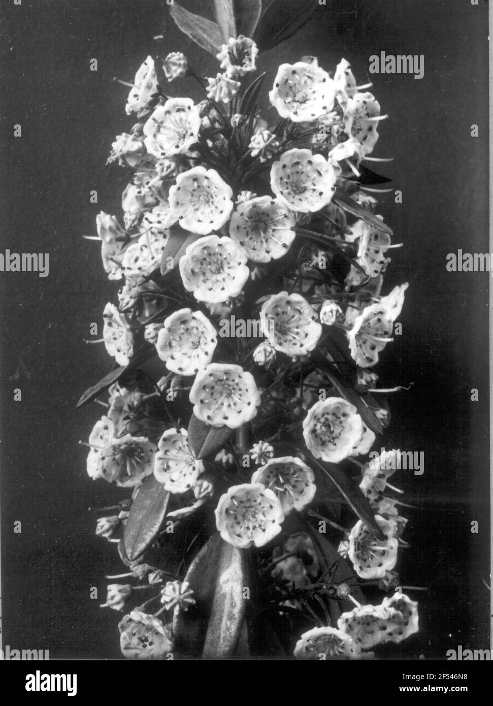 Kalmie (Kalmia Angustifolia) a foglia stretta, infiorescenza Foto Stock