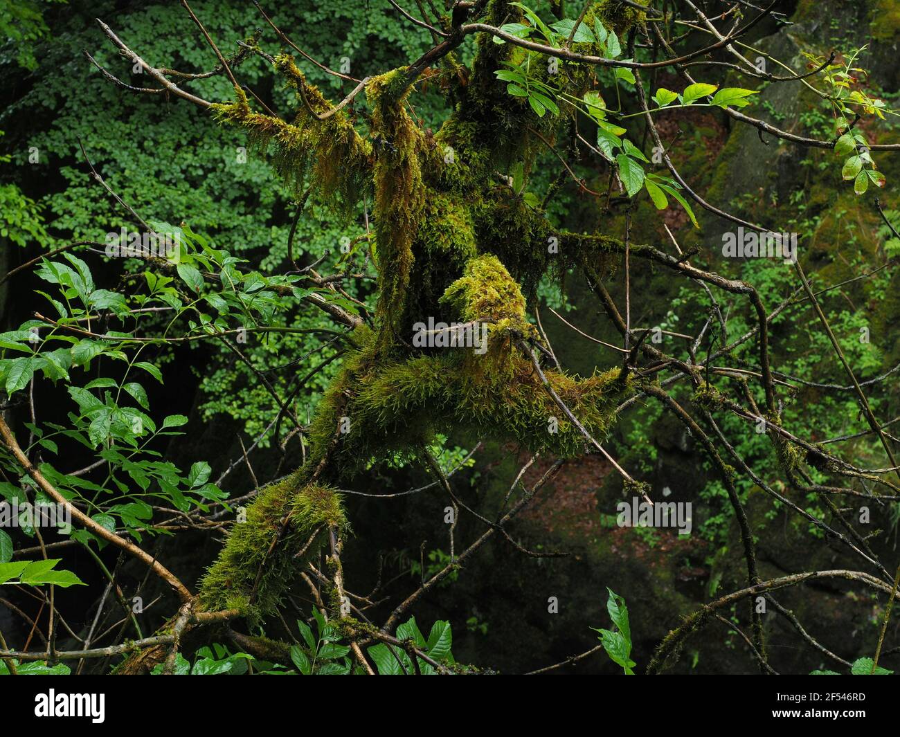 Muschio e licheni su alberi ricoperti di pioggia nella foresta scozzese Foto Stock Muschio e licheni su alberi ricoperti di pioggia nella foresta scozzese Foto Stock