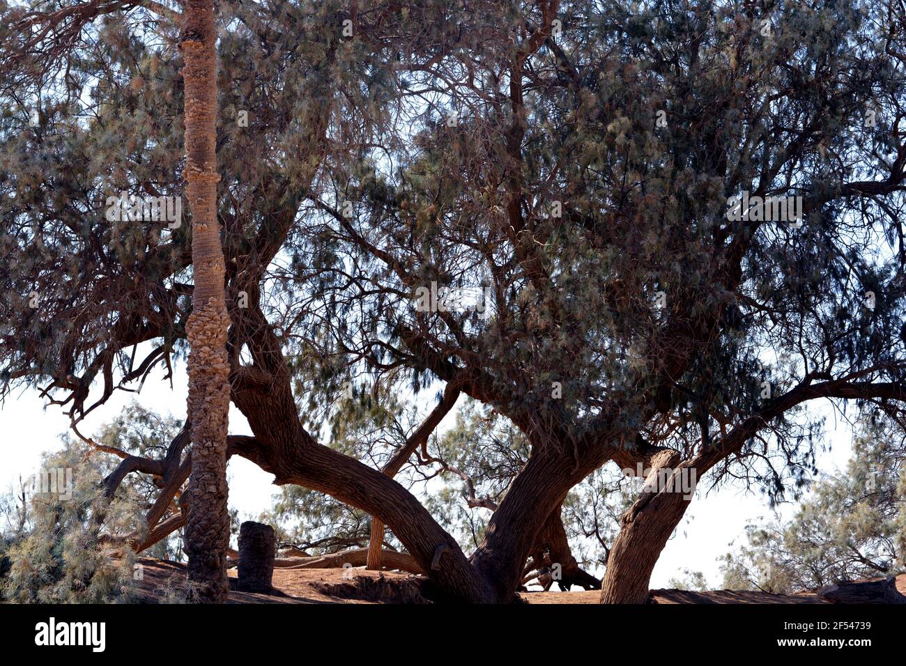 Un albero molto antico al posto di Moses Springs, pozzi d'acqua e palme nella penisola del Sinai, Ras Sidr, Egitto. Foto Stock
