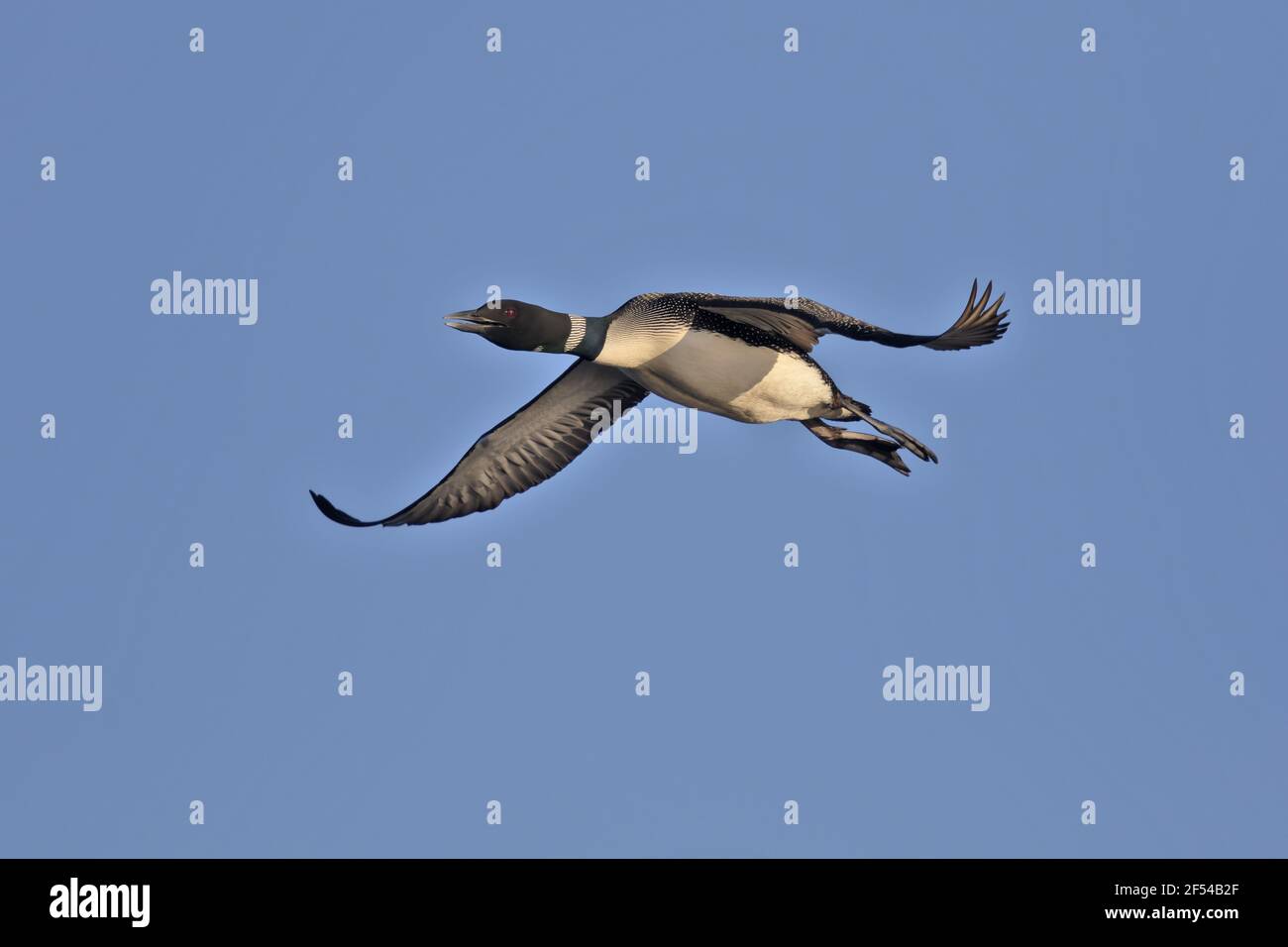 Great Northern Diver - in volo Gavia immer Lago Myvatn Islanda BI027927 Foto Stock