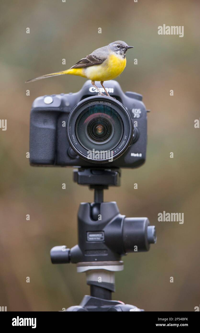 Kidderminster, Regno Unito. 24 Marzo 2021. Tempo nel Regno Unito: Tra le docce a pioggia oggi questo cameraman ha ora offerto la sua piena attenzione al sarebbe fotografo, un variopinto uccello di wagtail grigio, rivisitando una vecchia frase - guardare il birdie. Questa è una frase spesso utilizzata dai fotografi di ritratti per catturare l'attenzione di un bambino, speriamo di tenere la loro attenzione con un giocattolo di uccello abbastanza a lungo per scattare un'immagine nitida. Credit: Lee Hudson/Alamy Live News Foto Stock