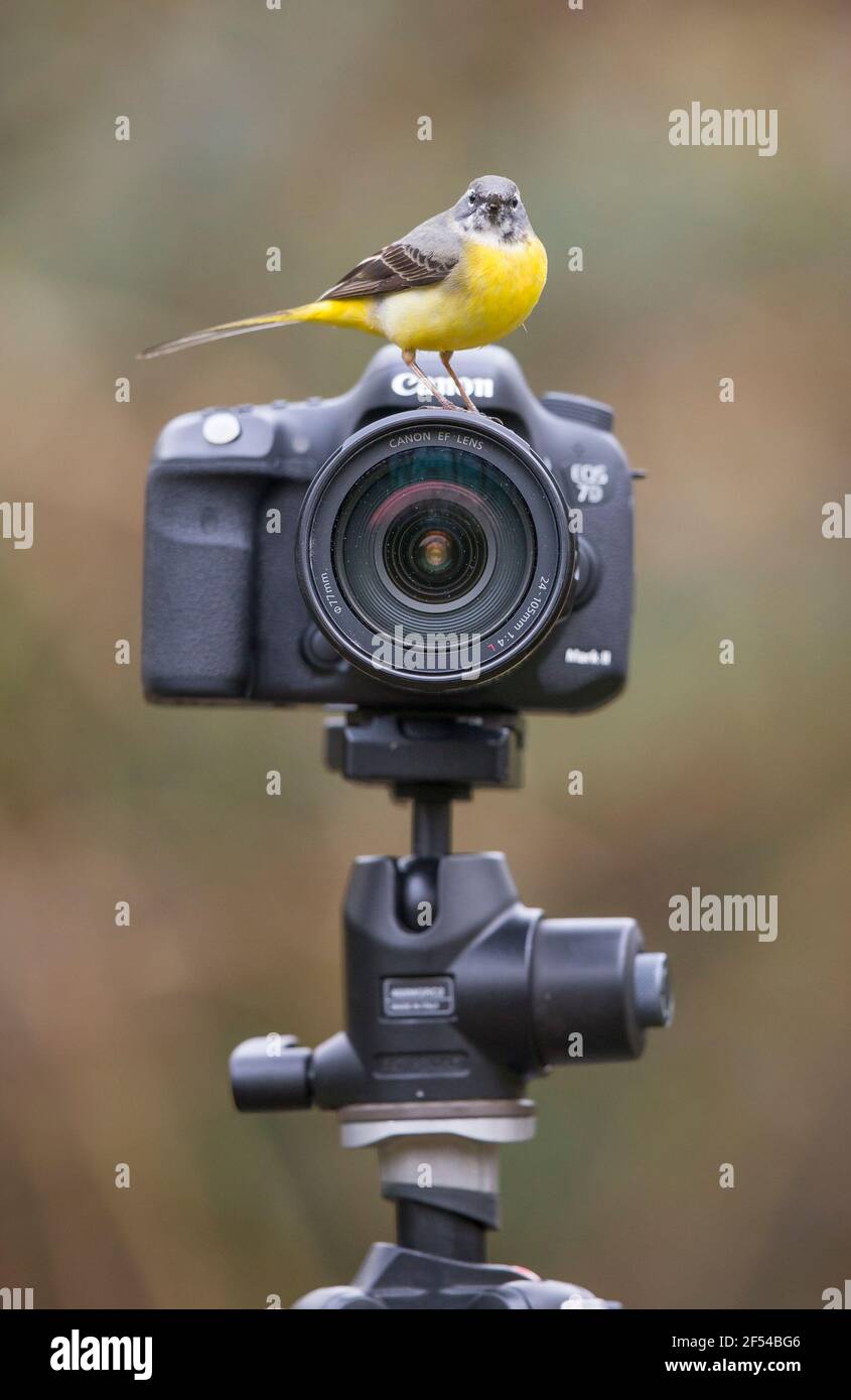 Kidderminster, Regno Unito. 24 Marzo 2021. Tempo nel Regno Unito: Tra le docce a pioggia oggi questo cameraman ha ora offerto la sua piena attenzione al sarebbe fotografo, un variopinto uccello di wagtail grigio, rivisitando una vecchia frase - guardare il birdie. Questa è una frase spesso utilizzata dai fotografi di ritratti per catturare l'attenzione di un bambino, speriamo di tenere la loro attenzione con un giocattolo di uccello abbastanza a lungo per scattare un'immagine nitida. Credit: Lee Hudson/Alamy Live News Foto Stock