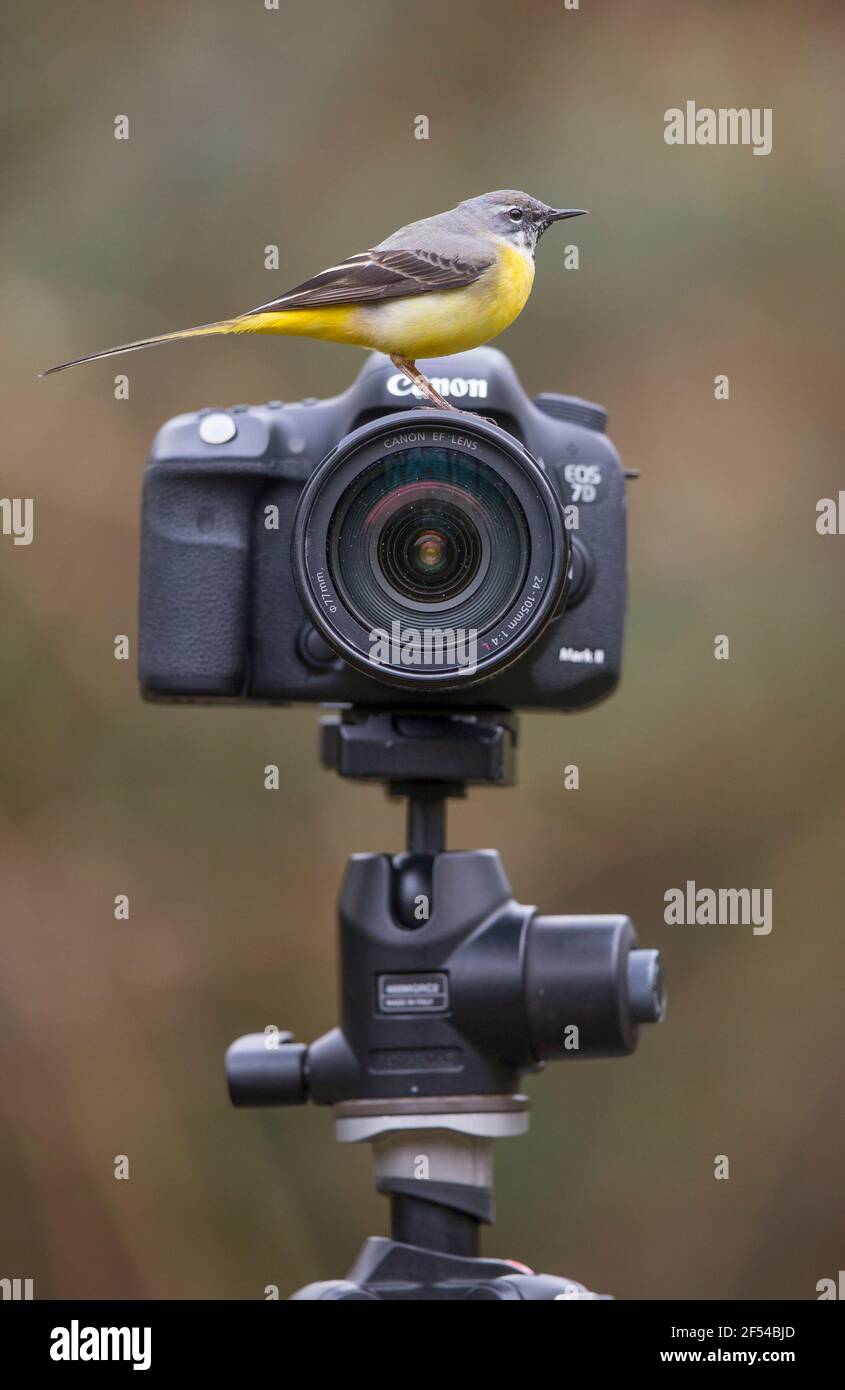 Kidderminster, Regno Unito. 24 Marzo 2021. Tempo nel Regno Unito: Tra le docce a pioggia oggi questo cameraman ha ora offerto la sua piena attenzione al sarebbe fotografo, un variopinto uccello di wagtail grigio, rivisitando una vecchia frase - guardare il birdie. Questa è una frase spesso usata dai fotografi del ritratto per afferrare l'attenzione di un bambino, possibilmente tenendo la loro attenzione con un giocattolo dell'uccello abbastanza lungo scattare un'immagine nitida. Credit: Lee Hudson/Alamy Live News Foto Stock