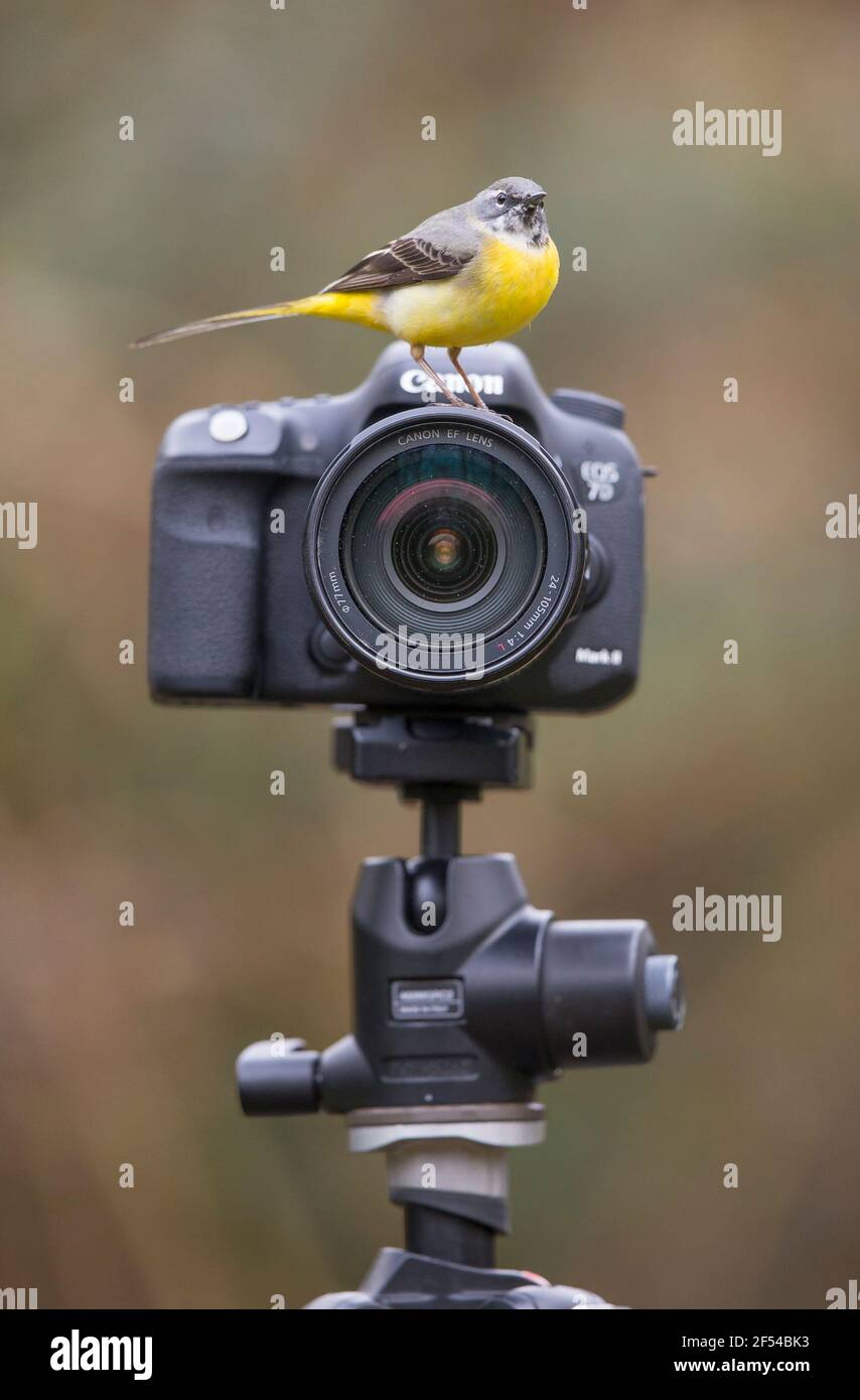 Kidderminster, Regno Unito. 24 Marzo 2021. Tempo nel Regno Unito: Tra le docce a pioggia oggi questo cameraman ha ora offerto la sua piena attenzione al sarebbe fotografo, un variopinto uccello di wagtail grigio, rivisitando una vecchia frase - guardare il birdie. Questa è una frase spesso usata dai fotografi del ritratto per afferrare l'attenzione di un bambino, possibilmente tenendo la loro attenzione con un giocattolo dell'uccello abbastanza lungo scattare un'immagine nitida. Credit: Lee Hudson/Alamy Live News Foto Stock