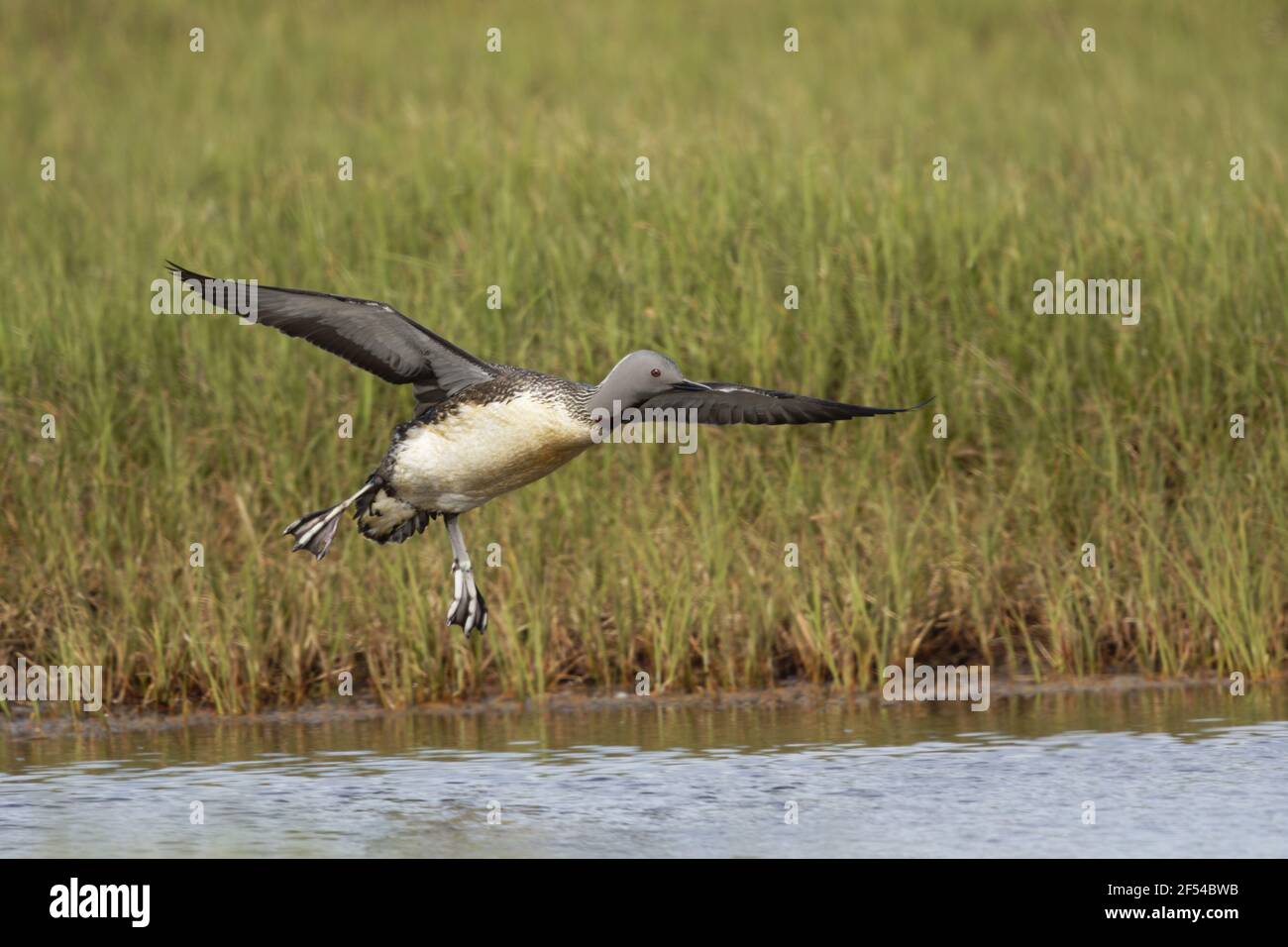 Rosso-throated Diver - arrivando in terra Gavia stellata Flo Riserva Naturale Islanda BI027947 Foto Stock