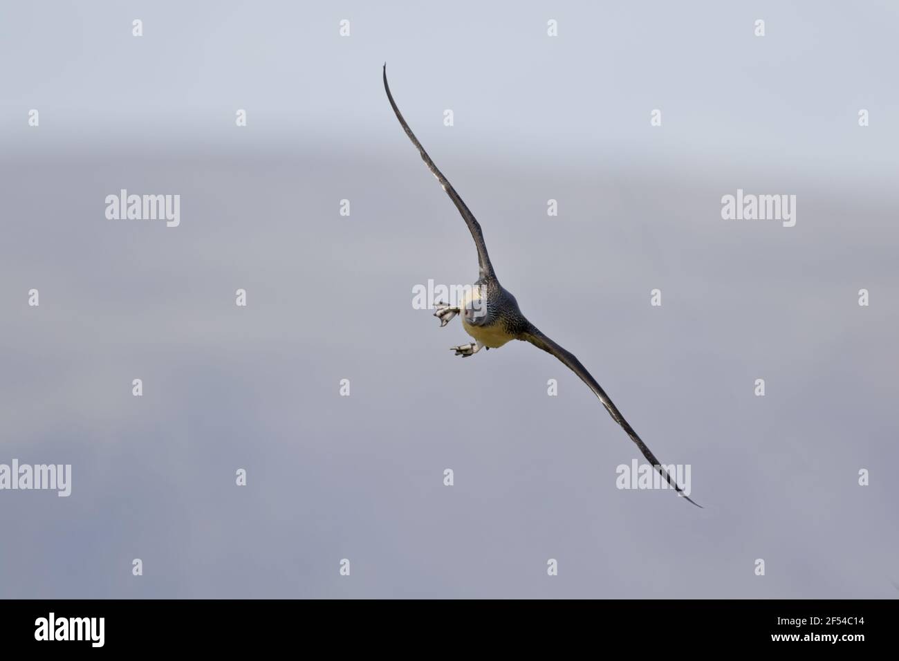 Rosso-throated Diver - arrivando in terra Gavia stellata Flo Riserva Naturale Islanda BI027951 Foto Stock