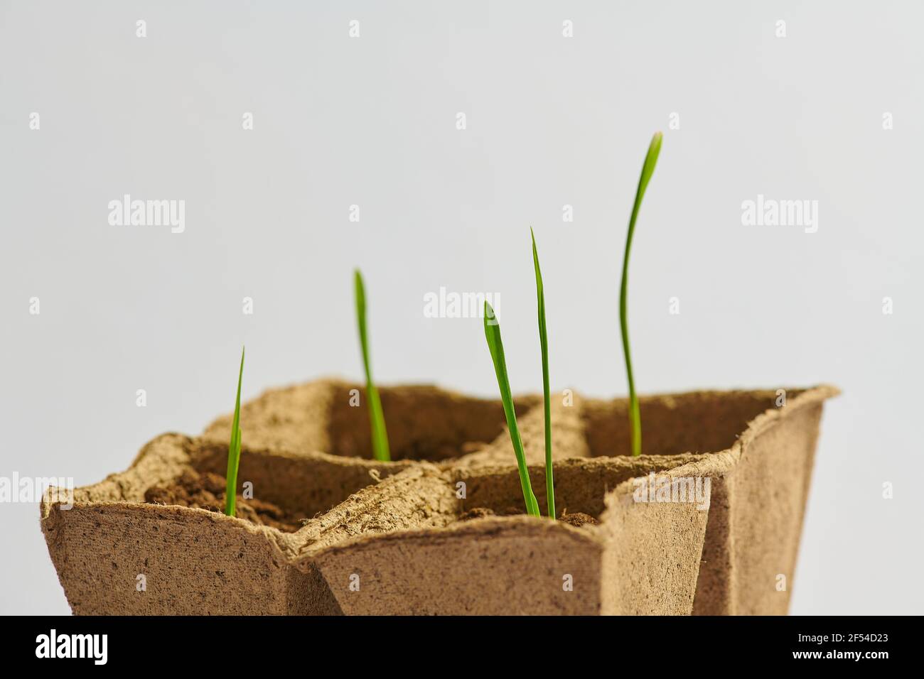 vista laterale di giovani germogli di verde in pentole con suolo Foto Stock