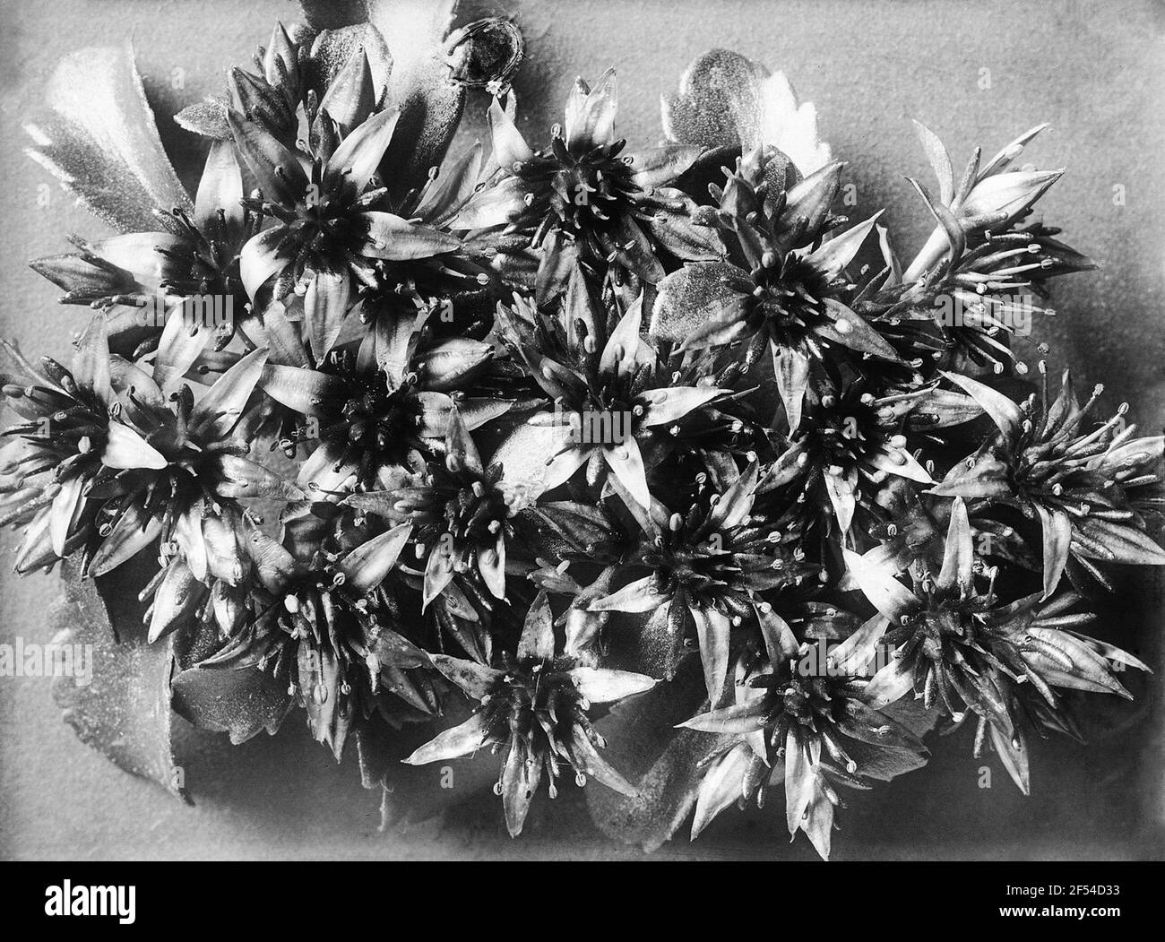 Foglio di copertura in tessuto adiposo (Sedum Aizoon), infiorescenza Foto Stock