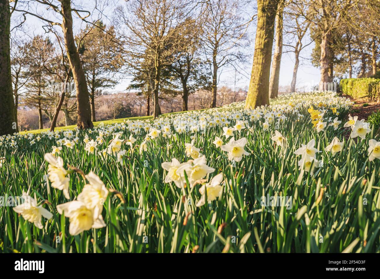 Un sacco di fiori di narcisi bianchi e gialli fioriscono nel Parc Llewelyn, parco britannico in primavera, Swansea, Galles, Regno Unito Foto Stock