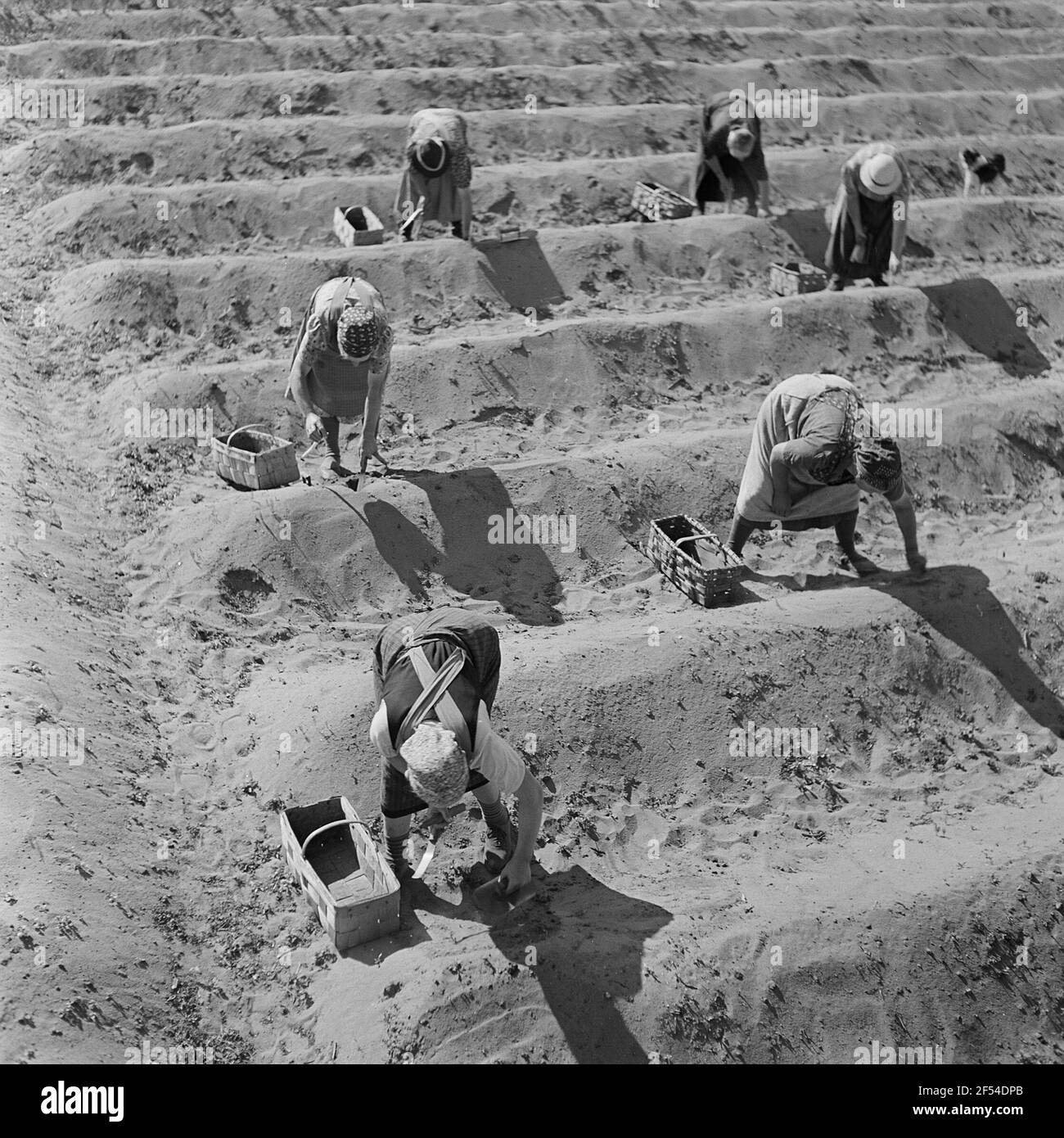 Donne in asparagi Foto Stock