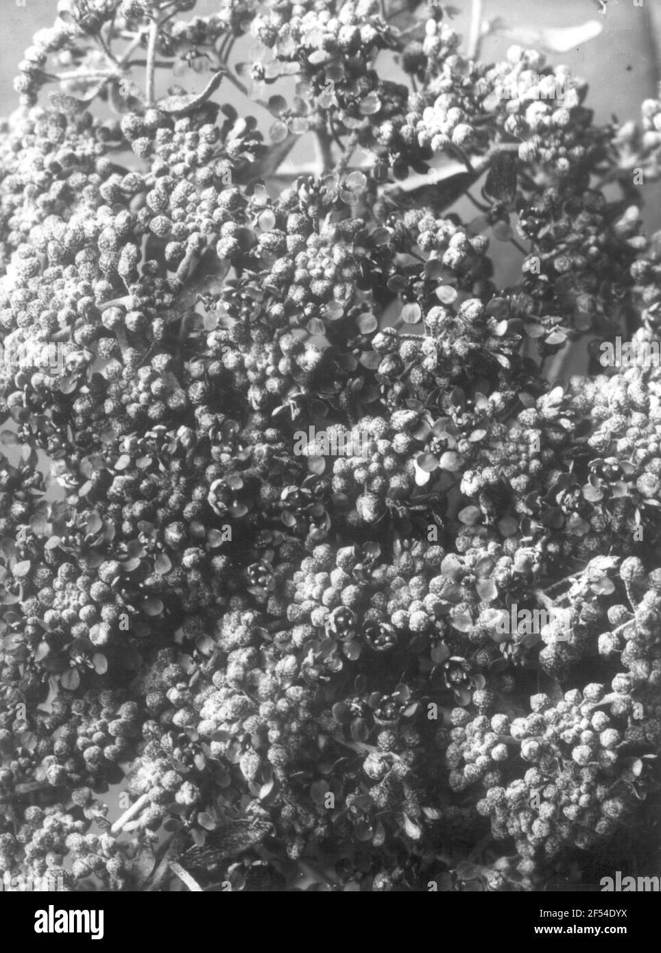 Erba di pietra d'argento (Alyssum argentum), infiorescenza in germoglio Foto Stock