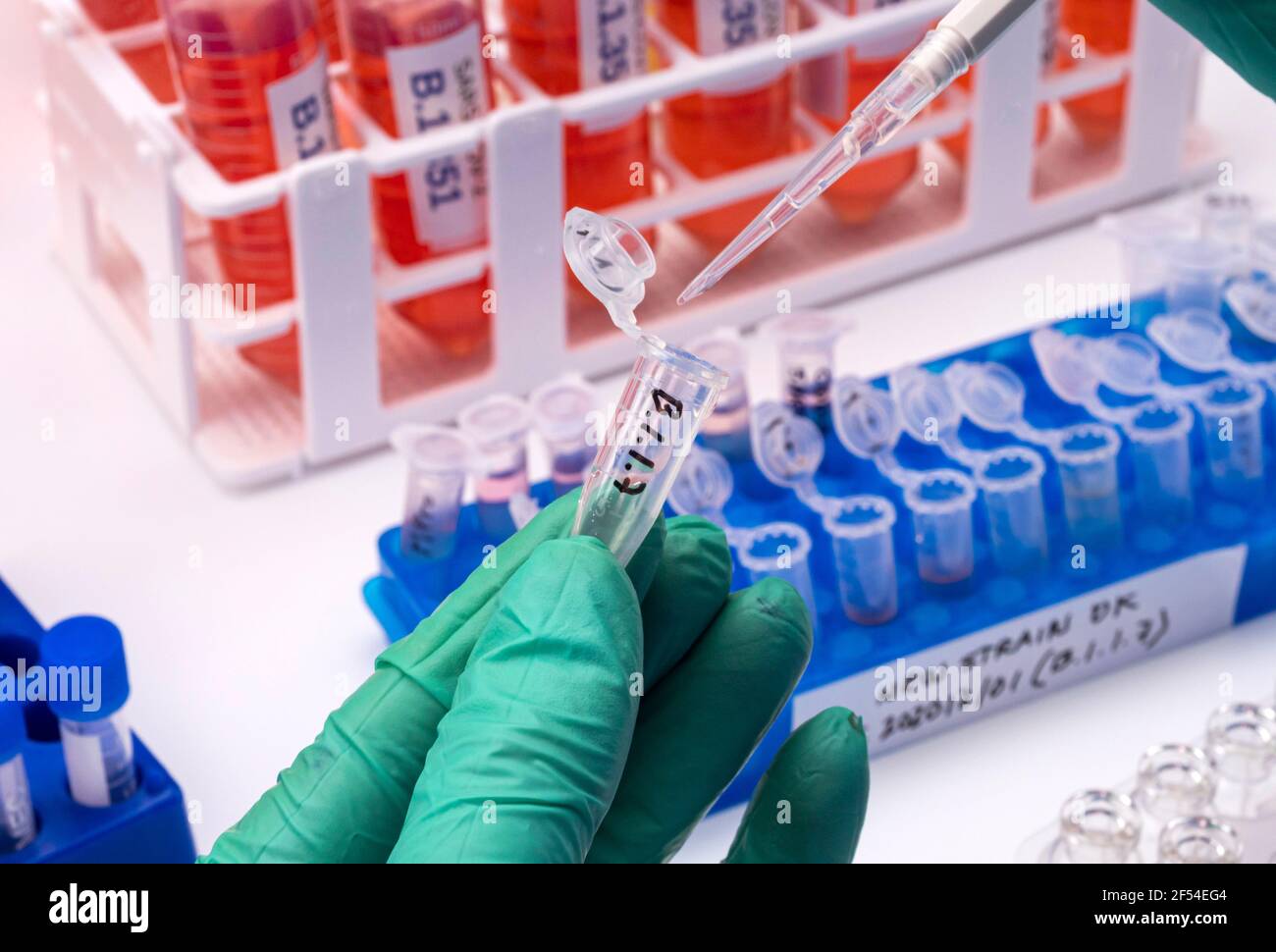 Ricerca di laboratorio nuovo ceppo di sars-COV-2 britannico scientificamente chiamato VOC 202012/01 (B.1.1.7), quadro concettuale Foto Stock