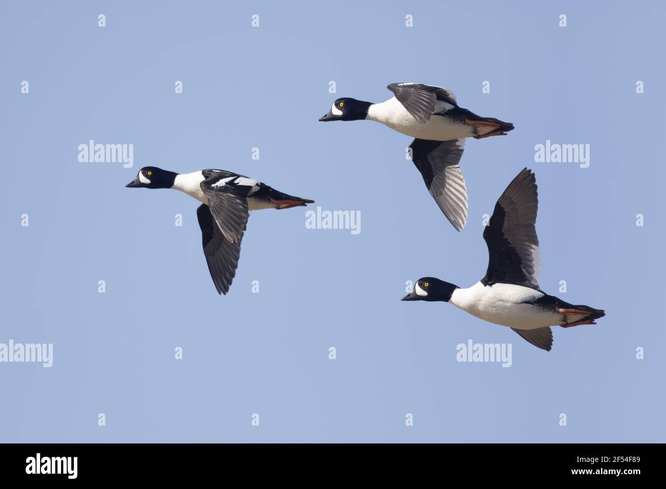 Barrow's Goldeneye - 3 maschi in volo Bucephala isolana Lago Regione di Myvatn Islanda BI028008 Foto Stock