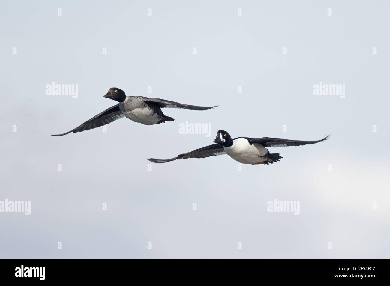 Barrow è Goldeneye - in volo Bucephala islandica Lago Myvatn regione Islanda BI028018 Foto Stock