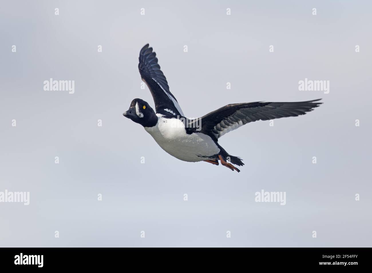 Barrow è Goldeneye - in volo Bucephala islandica Lago Myvatn regione Islanda BI028026 Foto Stock