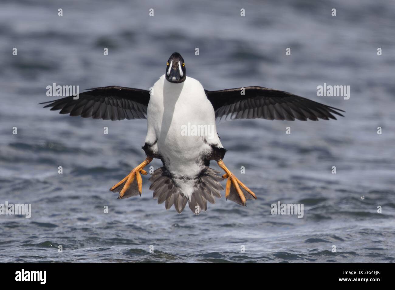 Barrow è Goldeneye - maschio in arrivo a terra Bucephala islandica Lago Myvatn regione Islanda BI028030 Foto Stock