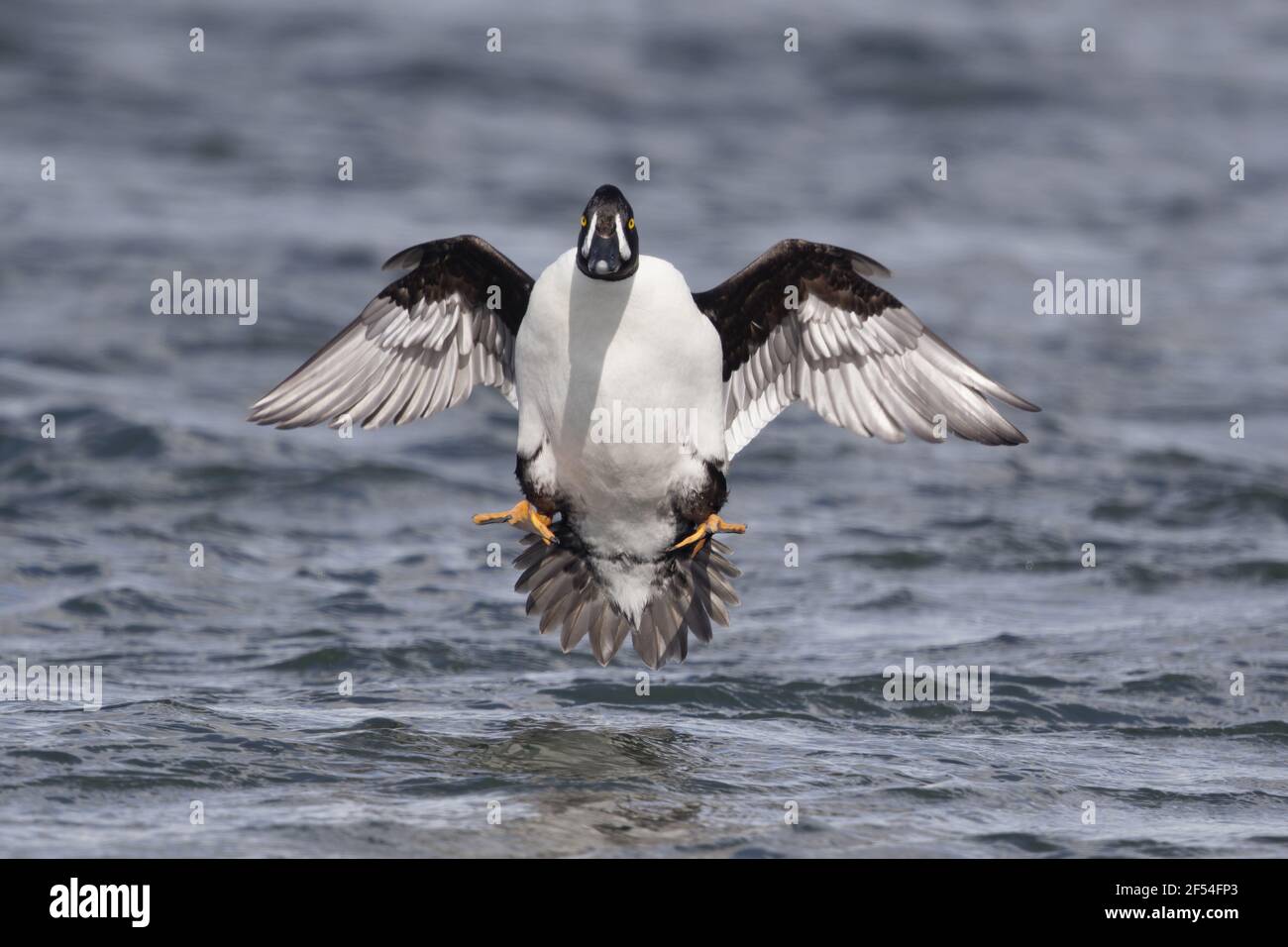 Barrow è Goldeneye - maschio in arrivo a terra Bucephala islandica Lago Myvatn regione Islanda BI028031 Foto Stock