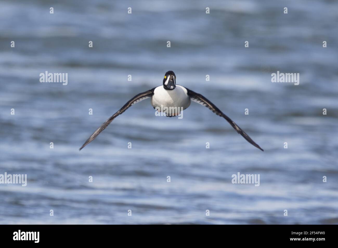 Barrow è Goldeneye - maschio in arrivo a terra Bucephala islandica Lago Myvatn regione Islanda BI028032 Foto Stock