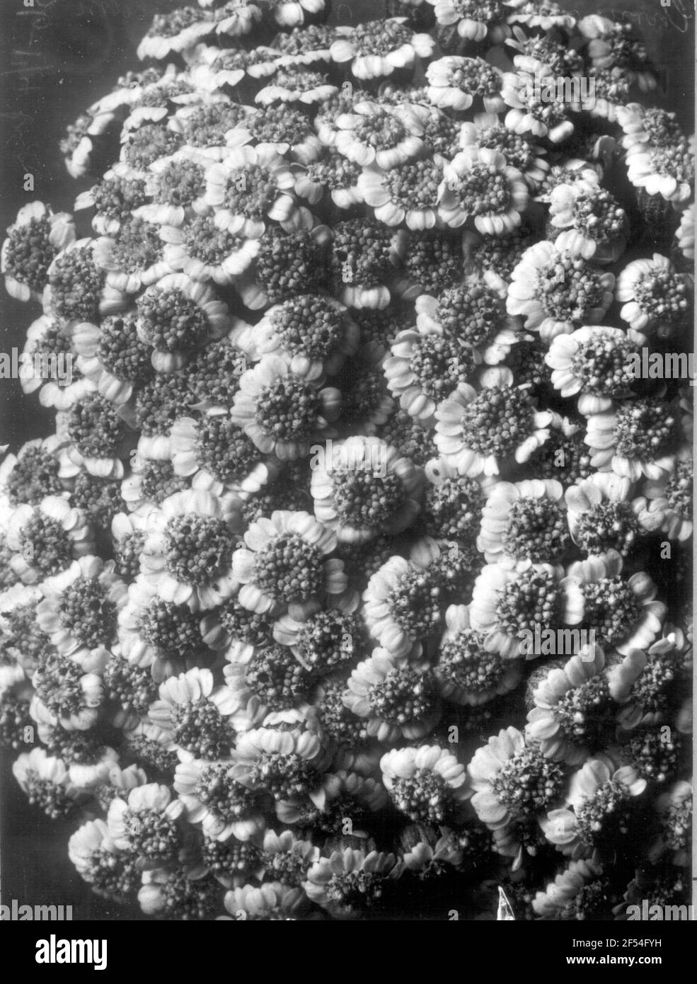 Fiore miracoloso di grandi foglie (Chrysantheum Macrophyllum). Kopfchendolde (10x) Foto Stock