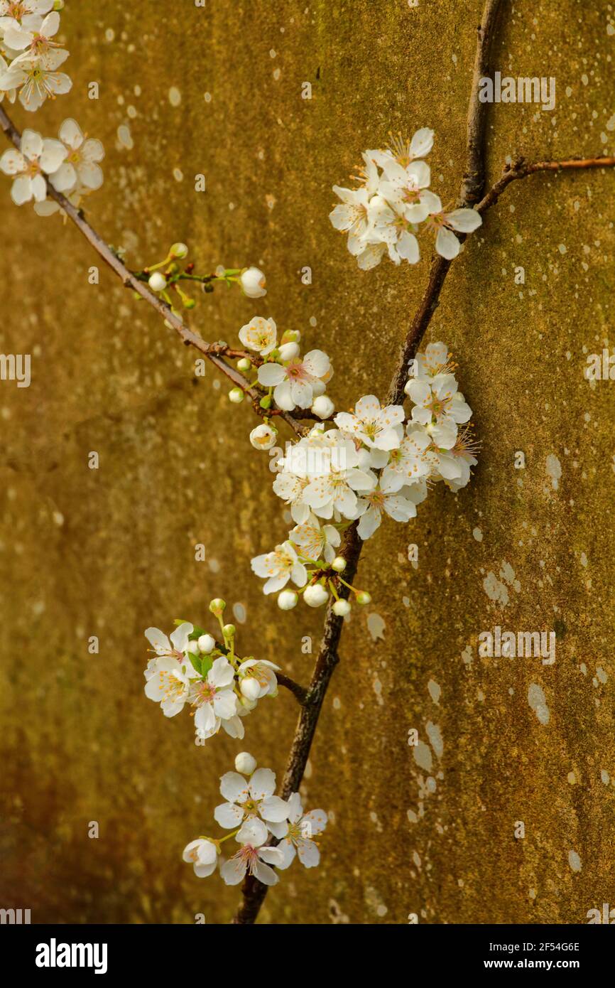 Blackthorne (Prunus spinosa) fioritura Foto Stock