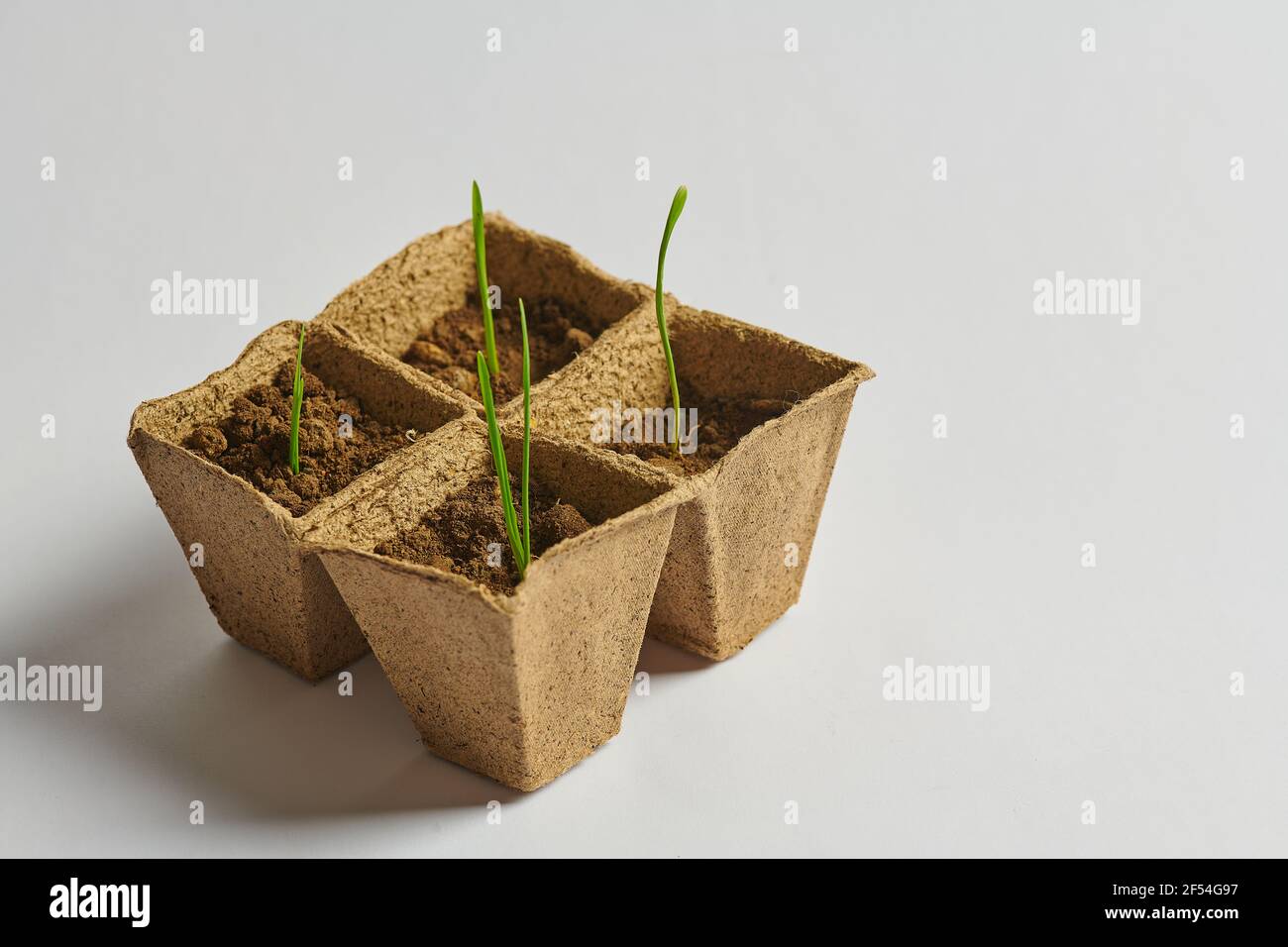 giovani germogli di verde in pentole con suolo Foto Stock