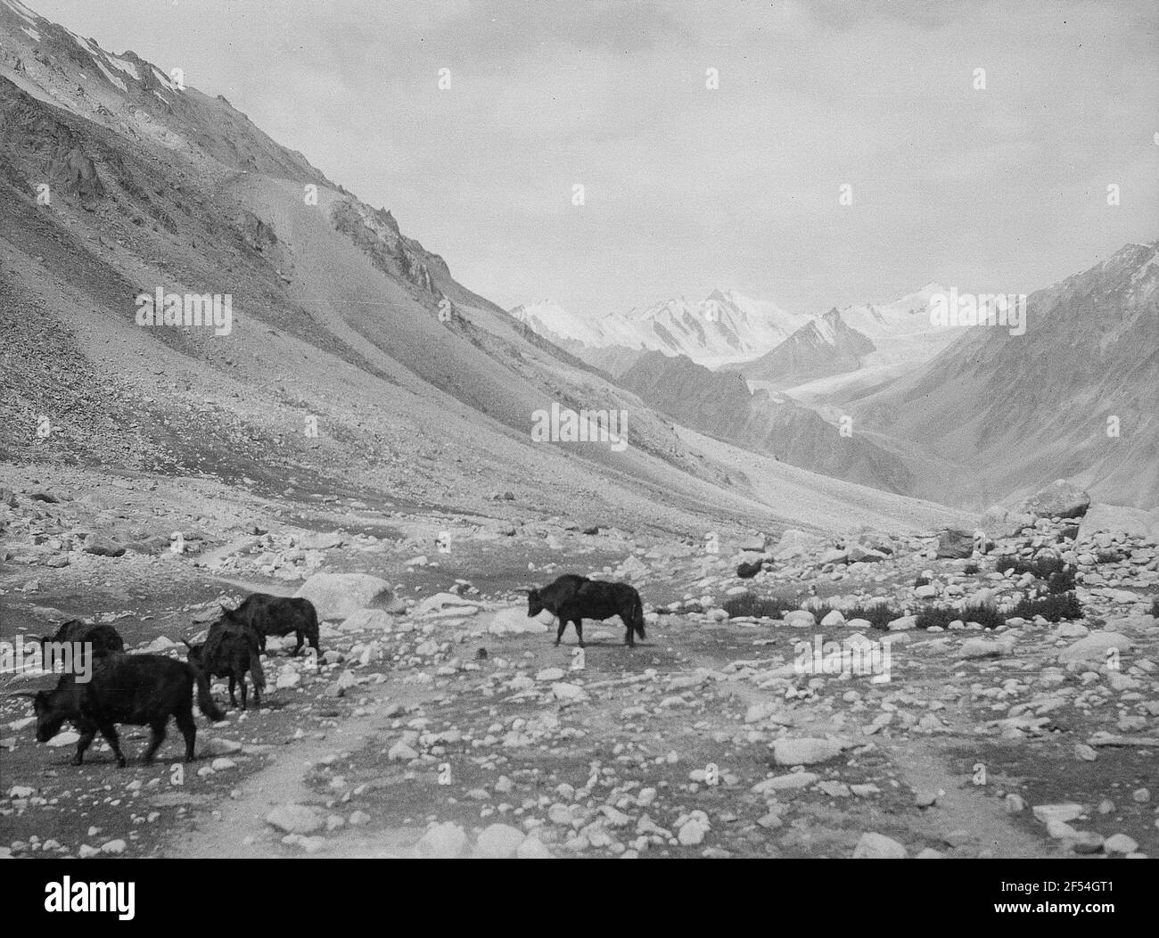 India. Kashmir. Ladakh. Karakorum. Alta Valle Talambuti. Cerca Call per Nord-est a Siber Pass con Yak mandria Foto Stock