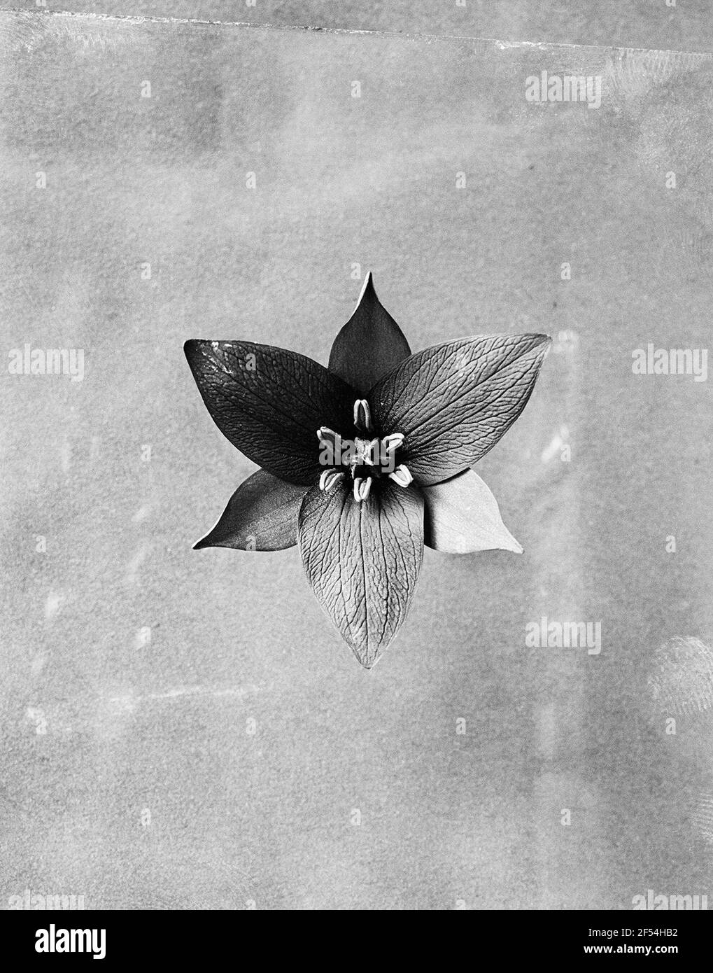 Infiorescenza della pianta Threeblatt (Trillium sessile) Foto Stock