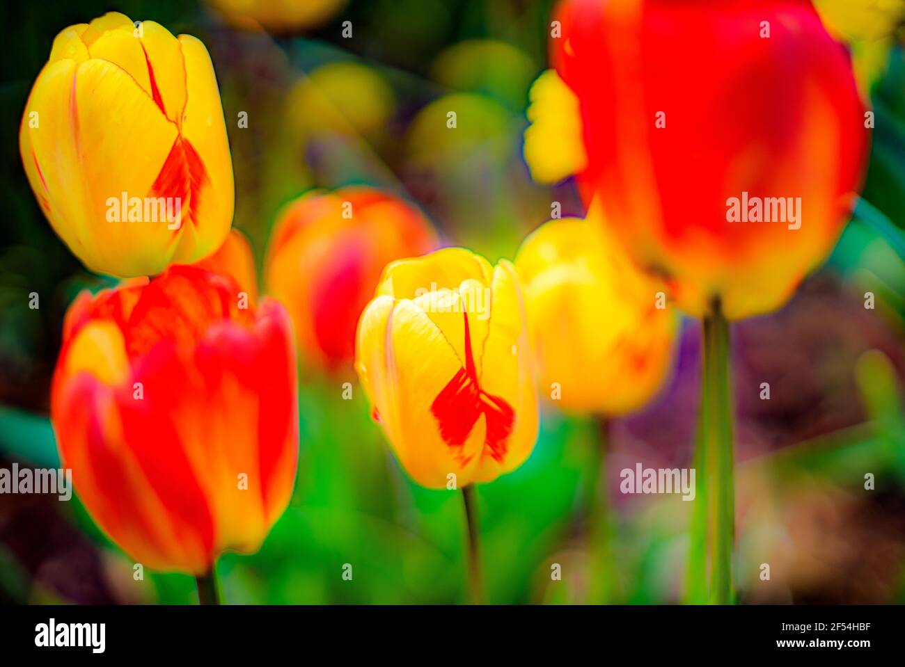 Un giardino di tulipani si aglone dal sole del tardo pomeriggio in un pomeriggio umido dopo una doccia a pioggia che passa. Immagine scattata a Carlsville, Door County, Wisconsin Foto Stock