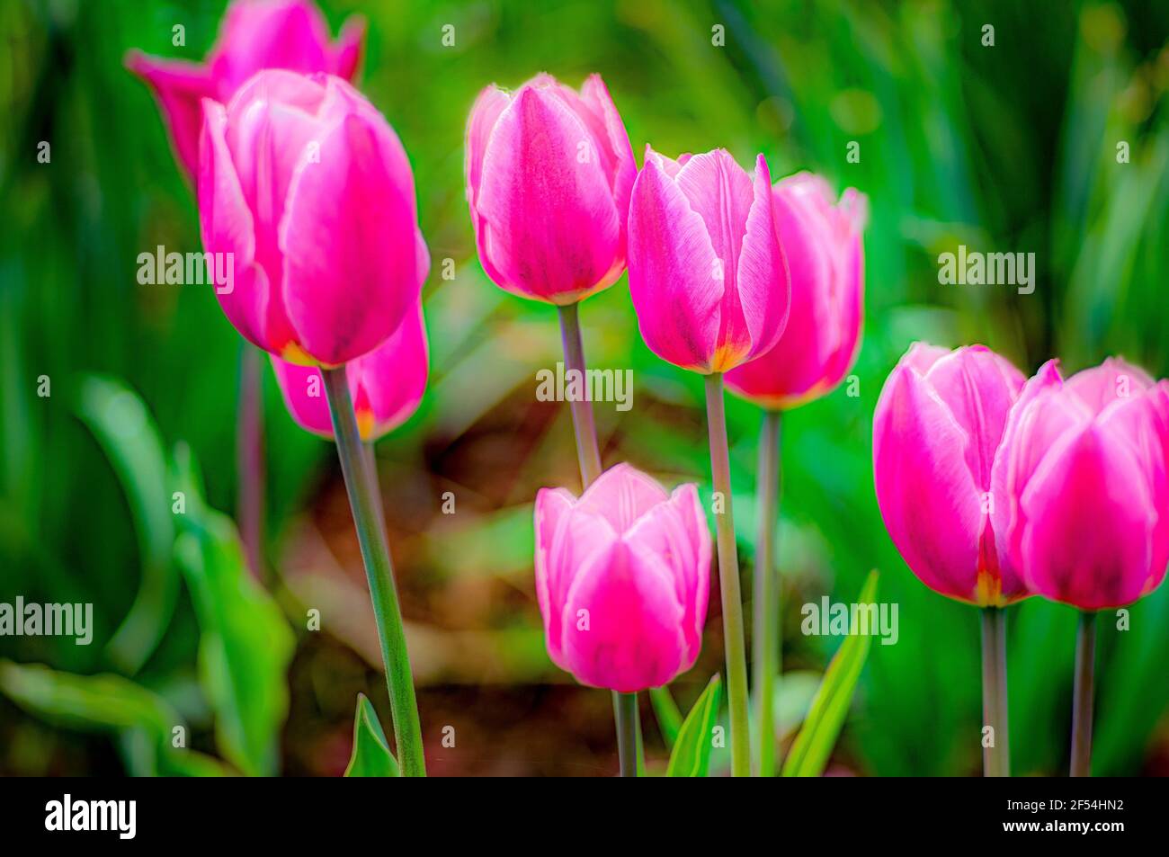 Un giardino di tulipani si aglone dal sole del tardo pomeriggio in un pomeriggio umido dopo una doccia a pioggia che passa. Immagine scattata a Carlsville, Door County, Wisconsin Foto Stock