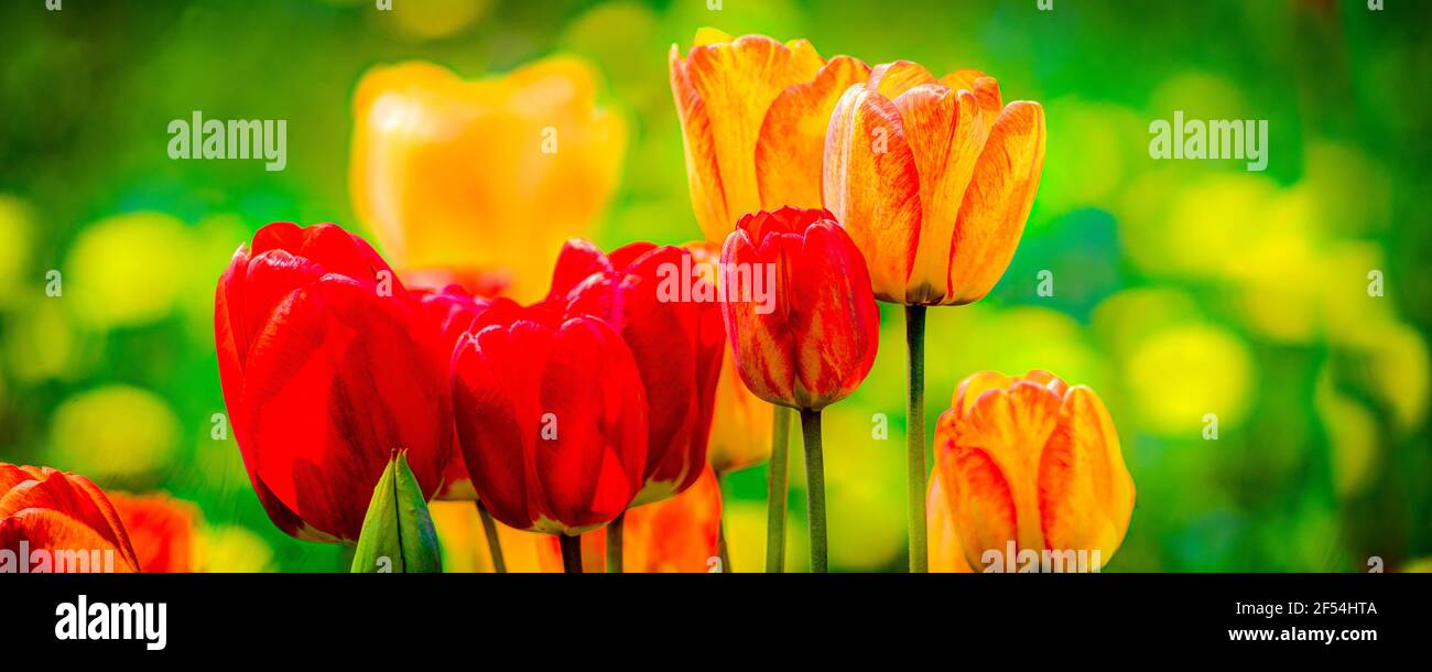 Un giardino di tulipani si aglone dal sole del tardo pomeriggio in un pomeriggio umido dopo una doccia a pioggia che passa. Immagine scattata a Carlsville, Door County, Wisconsin Foto Stock