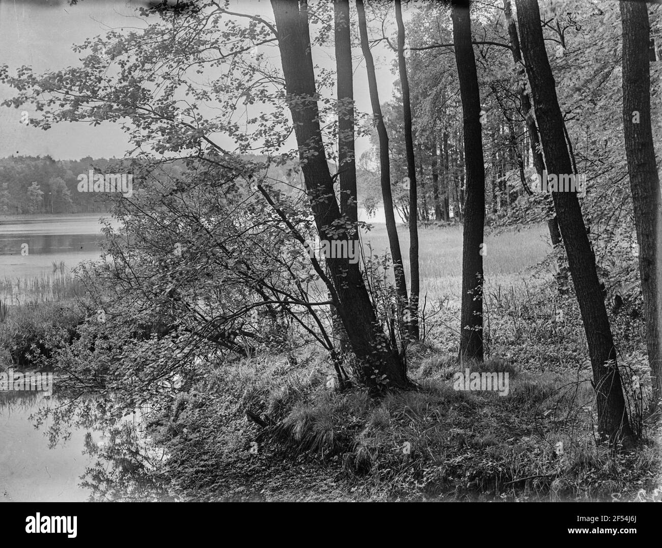 Moritzburg. Moritzburger Teichgebiet. Waldteich Foto Stock