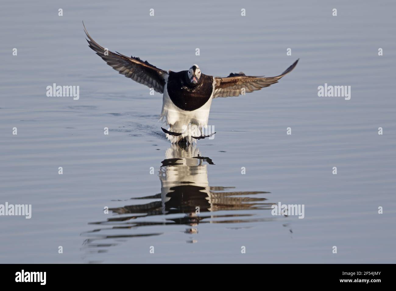 Long-tailed Duck Clangula hyemalis - arrivando in terra Lago Myvatn Islanda BI028143 Foto Stock